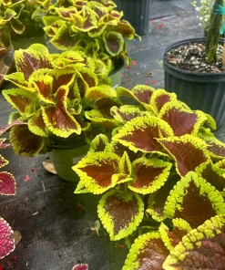 Begonia & Coleus Live Plants – Potted Houseplant Set – Colorful Foliage – Indoor - Image 6