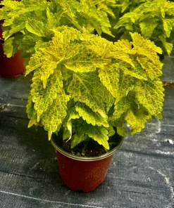 Begonia & Coleus Live Plants – Potted Houseplant Set – Colorful Foliage – Indoor - Image 7