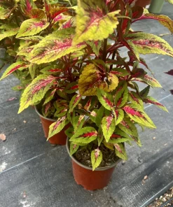 Begonia & Coleus Live Plants – Potted Houseplant Set – Colorful Foliage – Indoor - Image 8