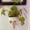 Begonia 'Geometry' Live Plant - Rare Rex Begonia Houseplant Potted - Image 1