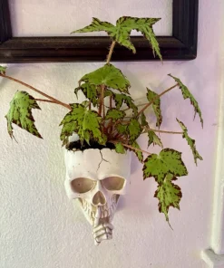 Begonia 'Geometry' Live Plant - Rare Rex Begonia Houseplant Potted - Image 1