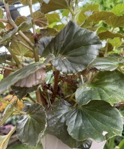 Begonia hirtella Live Plant - Rare Tropical Houseplant for Indoors - Image 2