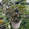Begonia hirtella Live Plant - Rare Tropical Houseplant for Indoors - Image 1