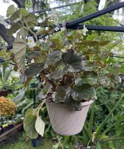 Begonia hirtella Live Plant - Rare Tropical Houseplant for Indoors - Image 1