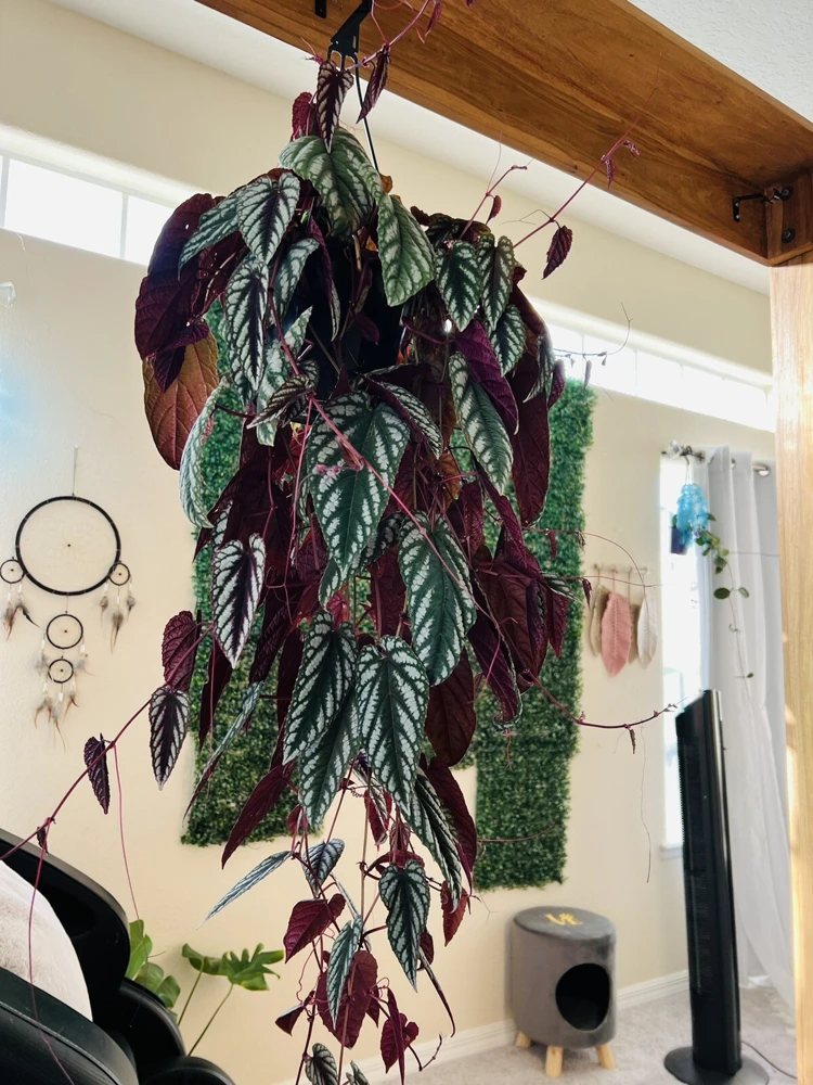 Begonia Houseplant Live Cuttings – Potted Indoor Plant - Image 2
