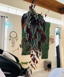 Begonia Houseplant Live Cuttings – Potted Indoor Plant - Image 3