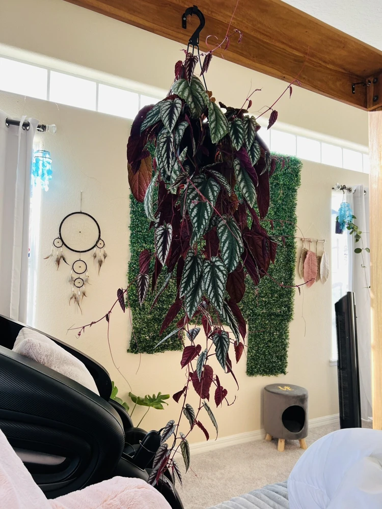 Begonia Houseplant Live Cuttings – Potted Indoor Plant - Image 3