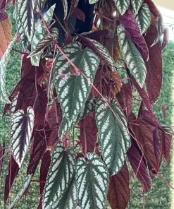 Begonia Houseplant Live Cuttings – Potted Indoor Plant - Image 1