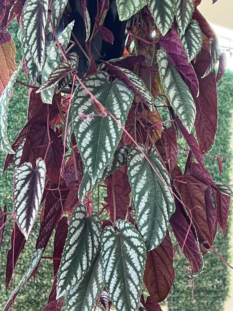 Begonia Houseplant Live Cuttings – Potted Indoor Plant - Image 1