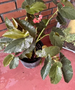 Begonia Houseplant – Live Plant – Indoor Decorative Foliage - Image 2