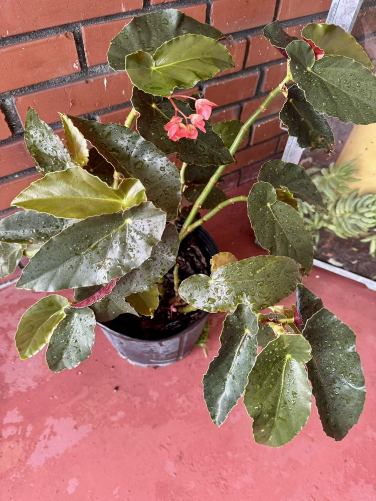 Begonia Houseplant – Live Plant – Indoor Decorative Foliage - Image 2
