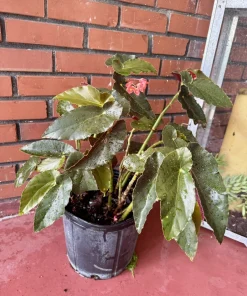 Begonia Houseplant – Live Plant – Indoor Decorative Foliage - Image 1