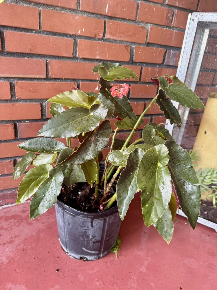 Begonia Houseplant – Live Plant – Indoor Decorative Foliage - Image 1