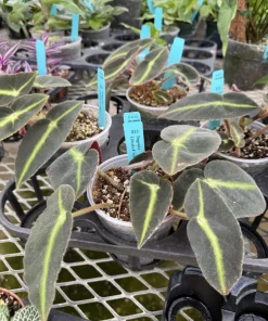 Begonia listada Live Plant - Rare Ornamental Foliage Houseplant - Image 3