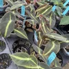 Begonia listada Live Plant - Rare Ornamental Foliage Houseplant - Image 1