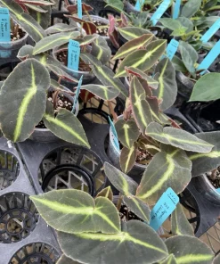 Begonia listada Live Plant - Rare Ornamental Foliage Houseplant - Image 1