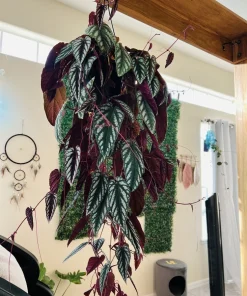 Begonia Live Cuttings - Rooted Tropical Houseplant Starter with Pot - Image 2
