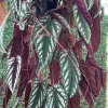 Begonia Live Cuttings - Rooted Tropical Houseplant Starter with Pot - Image 1