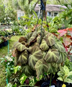 Begonia Live Hanging Basket Plant - Tropical Foliage Houseplant - Image 2