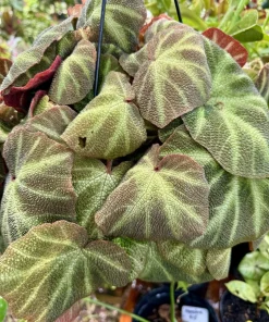 Begonia Live Hanging Basket Plant - Tropical Foliage Houseplant - Image 3