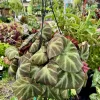 Begonia Live Hanging Basket Plant - Tropical Foliage Houseplant - Image 1