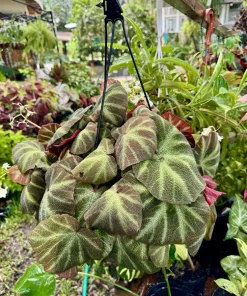 Begonia Live Hanging Basket Plant - Tropical Foliage Houseplant - Image 1