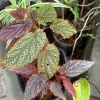 Begonia Live Houseplant – Colorful Flowering & Foliage Indoor Plant - Image 1