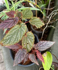 Begonia Live Houseplant – Colorful Flowering & Foliage Indoor Plant - Image 1