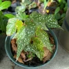 Begonia Live Houseplant – Colorful Foliage Indoor Tropical Plant in Pot - Image 1
