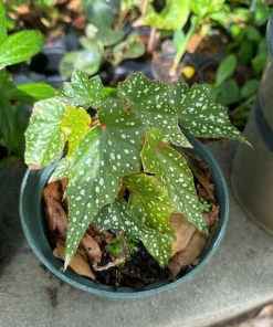 Begonia Live Houseplant – Colorful Foliage Indoor Tropical Plant in Pot - Image 1
