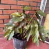 Begonia Live Houseplant – Colorful Tropical Foliage Plant – Indoor - Image 1