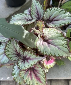 Begonia Live Houseplant – Easy Care Flowering Indoor Plant - Image 2