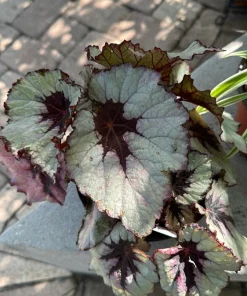 Begonia Live Houseplant – Easy Care Flowering Indoor Plant - Image 1