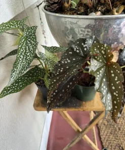 Begonia Live Plant – Colorful Flowering & Foliage Tropical Houseplant - Image 2
