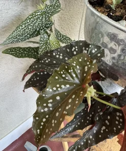 Begonia Live Plant – Colorful Flowering & Foliage Tropical Houseplant - Image 3
