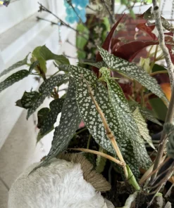 Begonia Live Plant – Colorful Flowering & Foliage Tropical Houseplant - Image 4