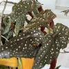 Begonia Live Plant – Colorful Flowering & Foliage Tropical Houseplant - Image 1