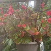 Begonia Live Plant - Colorful Flowering Indoor & Outdoor Houseplant - Image 1