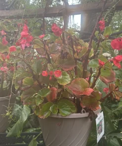 Begonia Live Plant - Colorful Flowering Indoor & Outdoor Houseplant - Image 1