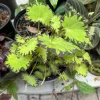 Begonia Live Plant - Colorful Indoor Tropical Foliage Houseplant - Image 1