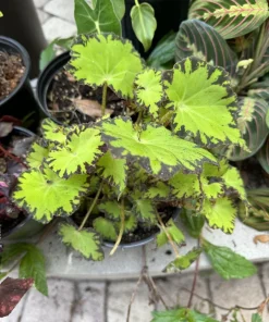 Begonia Live Plant - Colorful Indoor Tropical Foliage Houseplant - Image 1