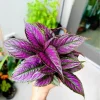 Begonia Live Plant - Easy Care Houseplant - Indoor/Outdoor Potted - Image 1