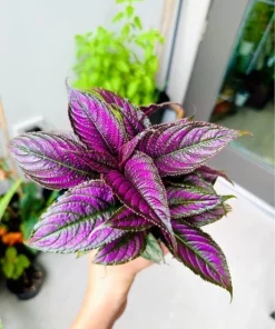Begonia Live Plant - Easy Care Houseplant - Indoor/Outdoor Potted - Image 1