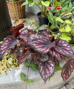 Begonia Live Plant – Easy Care Indoor Tropical Houseplant – Colorful Foliage - Image 2