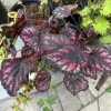 Begonia Live Plant – Easy Care Indoor Tropical Houseplant – Colorful Foliage - Image 1