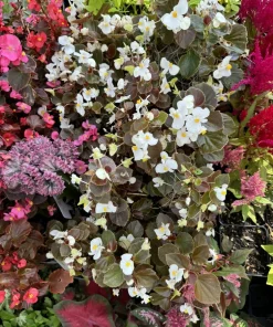 Begonia Live Plant - Flowering & Colorful Foliage Houseplant - Image 2