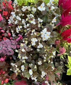 Begonia Live Plant - Flowering & Colorful Foliage Houseplant - Image 1