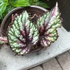 Begonia Live Plant – Flowering & Colorful Foliage Indoor Houseplant - Image 1