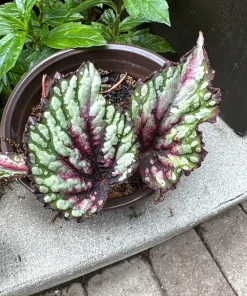 Begonia Live Plant – Flowering & Colorful Foliage Indoor Houseplant - Image 1