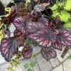 Begonia Live Plant – Flowering Houseplant for Indoor & Outdoor – Unpotted - Image 1
